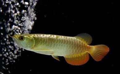 純白色的龍魚叫什么？：白金龍魚是一種較為獨特的白色個體類型，被譽為白化龍魚 純白色的龍魚叫什么？：白金龍魚是一種較為獨特的白色個體類型，被譽為白化龍魚 龍魚百科 第1張