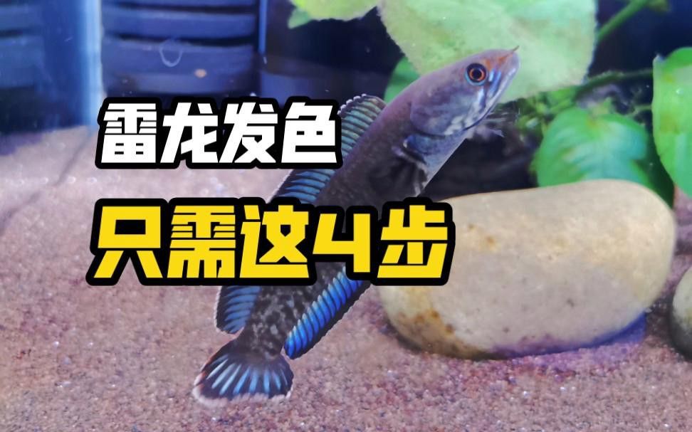 鬼王雷龍發色后顏色會變化嗎？