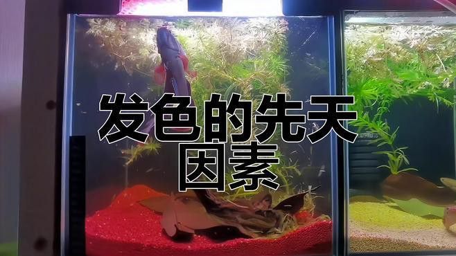 鬼王雷龍發色后顏色會變化嗎？