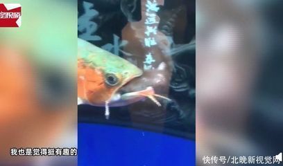 龍魚吃進去吐出來怎么辦：龍魚吃進去吐出來可能是由于多種原因引起的 龍魚吃進去吐出來怎么辦：龍魚吃進去吐出來可能是由于多種原因引起的 龍魚百科 第3張
