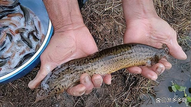 龍魚鰓蓋爛洞需要多久才能恢復(fù)？