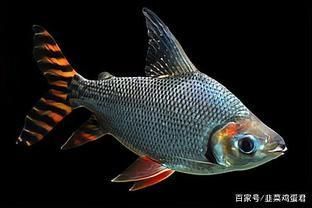 龍魚是什么樣子：龍魚是一種大型淡水觀賞魚
