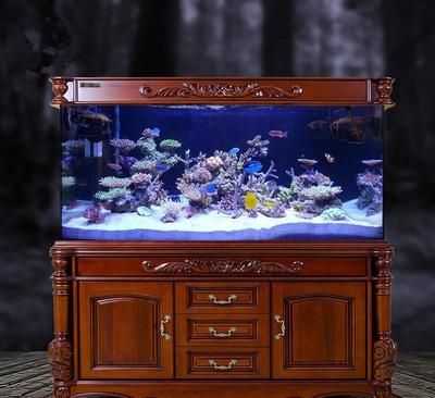 古典金龍魚用什么顏色缸養（養金龍魚用什么顏色的背景好）