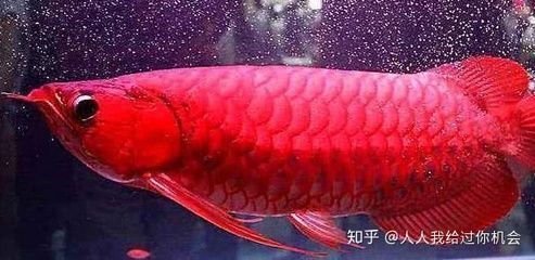 紅龍魚水溫40度能活嗎
