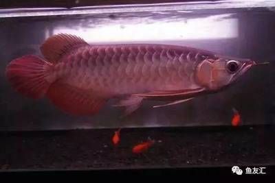 哪里買紅龍魚便宜品質(zhì)又好（寵物市場紅龍魚品種鑒賞指南紅龍魚品種鑒賞指南）