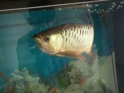 鞍山龍魚專賣店:鞍山熱帶魚專賣店 龍魚百科 第3張 鞍山龍魚專賣店:鞍山熱帶魚專賣店 鞍山龍魚專賣店:鞍山熱帶魚專賣店 龍魚百科 第3張