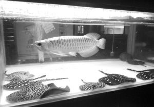 鞍山龍魚專賣店:鞍山熱帶魚專賣店 龍魚百科 第2張 鞍山龍魚專賣店:鞍山熱帶魚專賣店 鞍山龍魚專賣店:鞍山熱帶魚專賣店 龍魚百科 第2張
