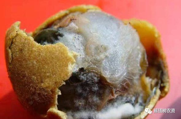 如何預防龍眼爛尾病的傳播？ 如何預防龍眼爛尾病的傳播？ 龍魚百科 第6張