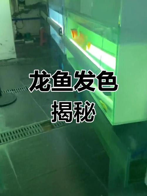 龍魚混養(yǎng)影響發(fā)色嗎圖片視頻 龍魚混養(yǎng)影響發(fā)色嗎圖片視頻 龍魚百科 第21張
