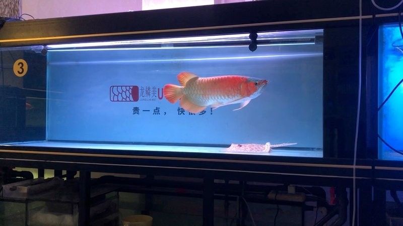 龍魚混養(yǎng)影響發(fā)色嗎圖片視頻 龍魚混養(yǎng)影響發(fā)色嗎圖片視頻 龍魚百科 第29張