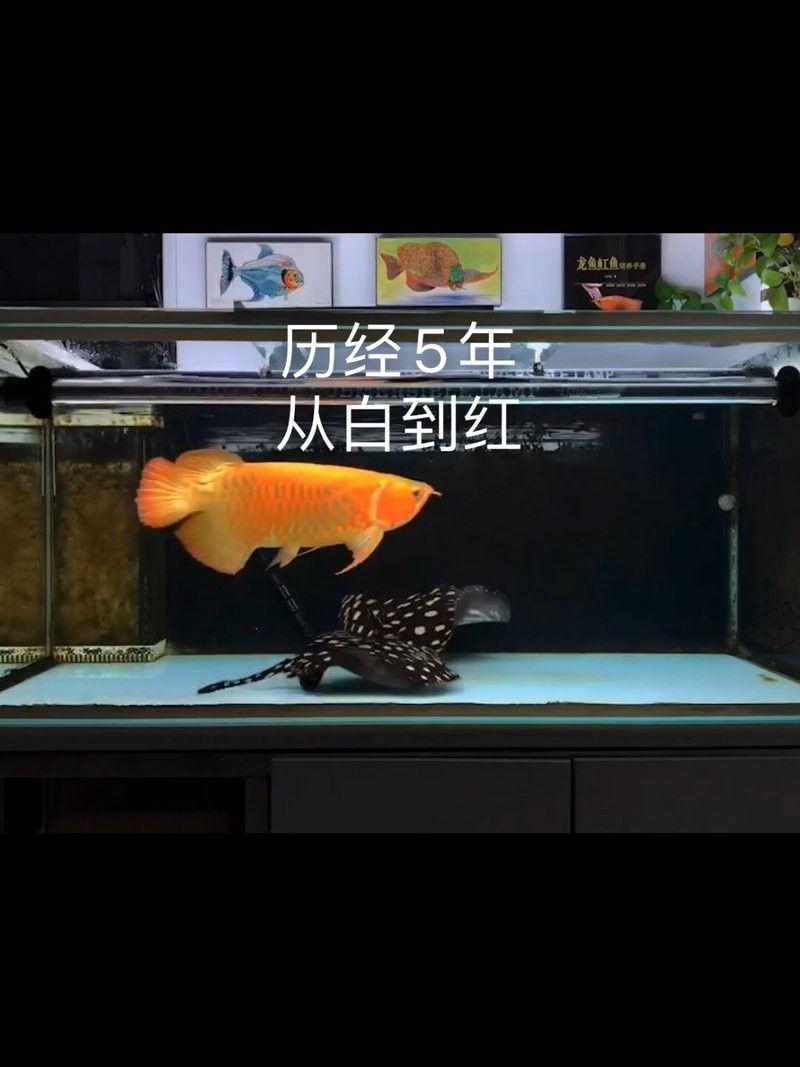 龍魚混養(yǎng)影響發(fā)色嗎圖片視頻 龍魚混養(yǎng)影響發(fā)色嗎圖片視頻 龍魚百科 第28張