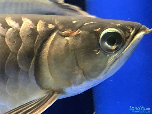 龍魚蒙眼的原因和治療方法圖片視頻大全大圖