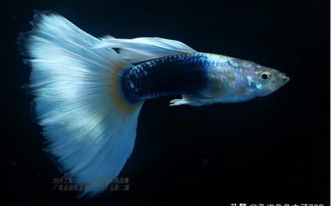 龍魚混養喂食問題解決：龍魚混養水族箱布置技巧 龍魚混養喂食問題解決：龍魚混養水族箱布置技巧 龍魚百科 第5張