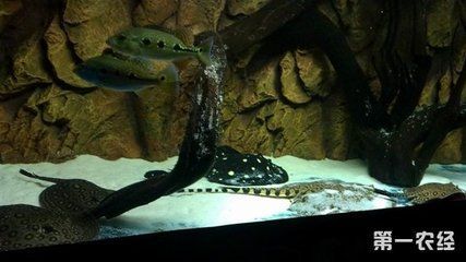 龍魚鱗片白點怎么處理：龍魚身上鱗片發白了怎么辦？原因分析與解決方法 龍魚鱗片白點怎么處理：龍魚身上鱗片發白了怎么辦？原因分析與解決方法 龍魚百科 第2張