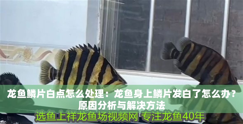 龍魚鱗片白點怎么處理：龍魚身上鱗片發白了怎么辦？原因分析與解決方法 龍魚鱗片白點怎么處理：龍魚身上鱗片發白了怎么辦？原因分析與解決方法 龍魚百科 第1張