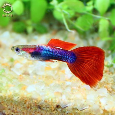 過背金龍魚與高背金龍魚分別是什么（過背金龍魚和高背金龍魚怎樣區分）