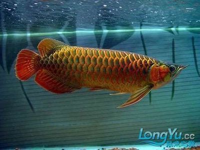 印尼金龍魚多少錢一條(印尼金龍魚價格受多種因素影響具體價格需要根據實際情況和市場需求來確定) 龍魚百科 第5張 印尼金龍魚多少錢一條(印尼金龍魚價格受多種因素影響具體價格需要根據實際情況和市場需求來確定) 印尼金龍魚多少錢一條(印尼金龍魚價格受多種因素影響具體價格需要根據實際情況和市場需求來確定) 龍魚百科 第5張
