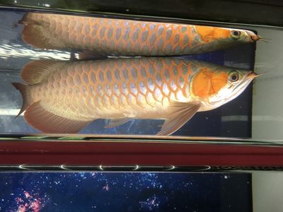 龍魚成長過程變化：龍魚幼魚期的喂養
