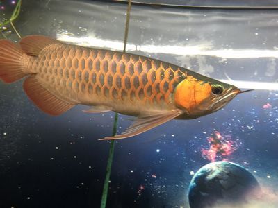 龍魚成長過程變化：龍魚幼魚期的喂養