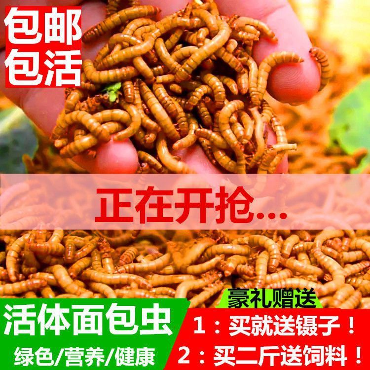 巴卡雷龍?jiān)谥袊梢燥曫B(yǎng)嗎？