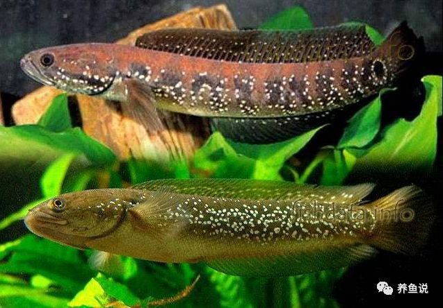 巴卡雷龍?jiān)谥袊梢燥曫B(yǎng)嗎？