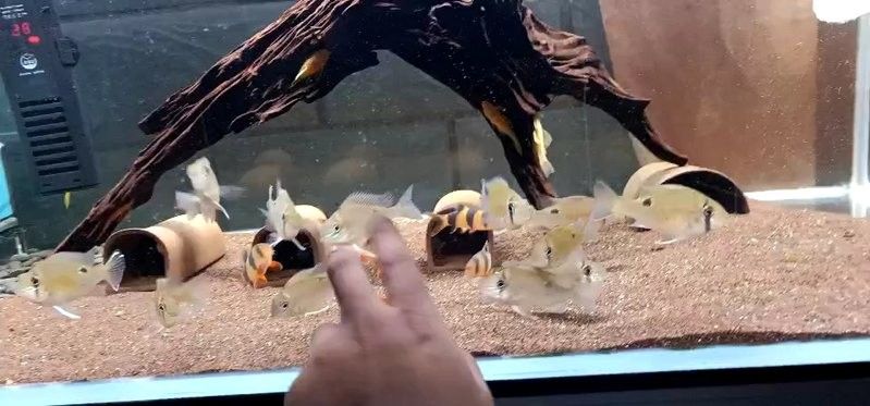 龍魚魚友微信群 龍魚魚友微信群 龍魚百科 第3張