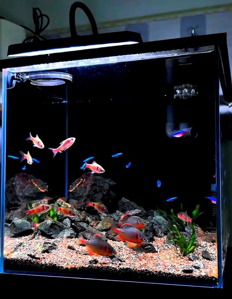 龍魚魚友微信群 龍魚魚友微信群 龍魚百科 第4張