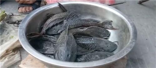 招財貓魚苗混養食物選擇：招財貓魚苗的食物選擇