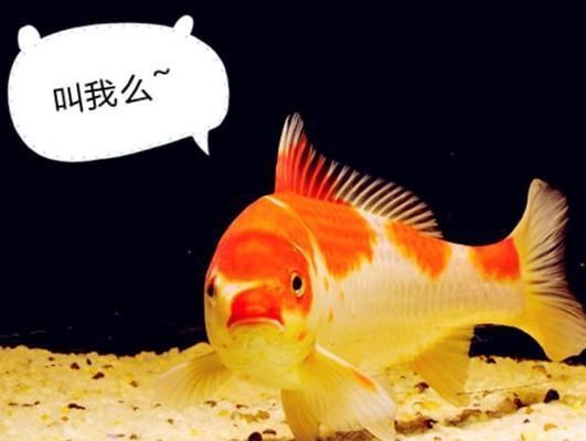 紅白錦鯉常見疾病預防，紅白錦鯉常見疾病的預防措施，