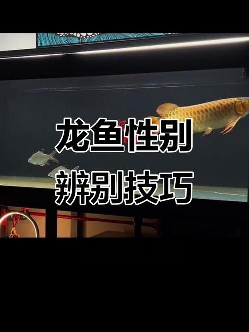 龍魚鑒定中心 龍魚鑒定中心 龍魚百科 第2張