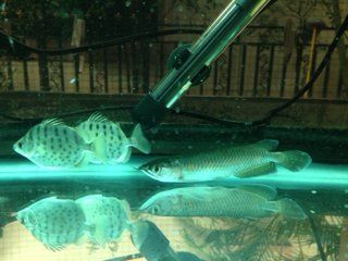 澳洲星點龍魚吃蛇：澳洲星點龍魚的飼養注意事項