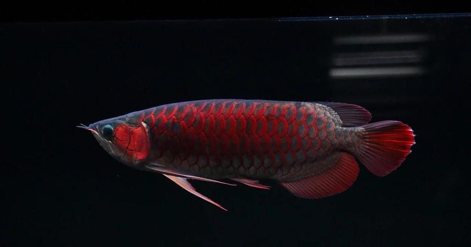 有沒有紅龍魚的生活場(chǎng)景圖？