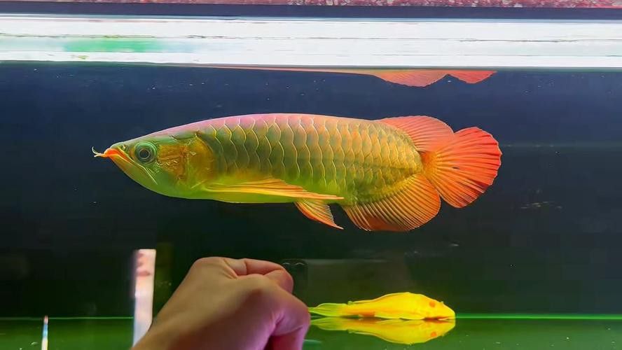 有沒有紅龍魚的生活場(chǎng)景圖？