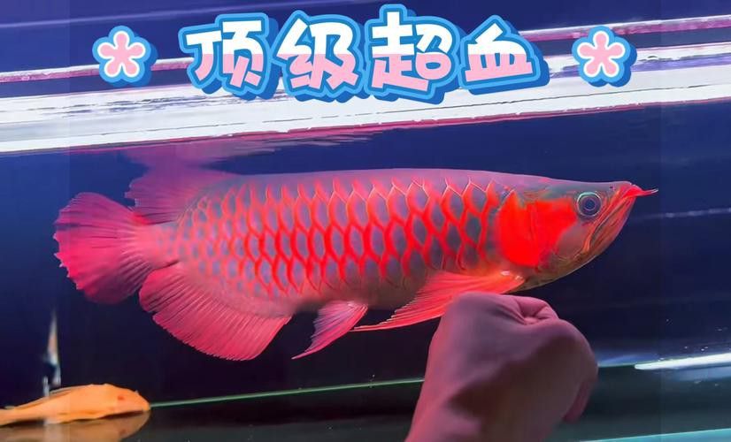 有沒有紅龍魚的生活場(chǎng)景圖？