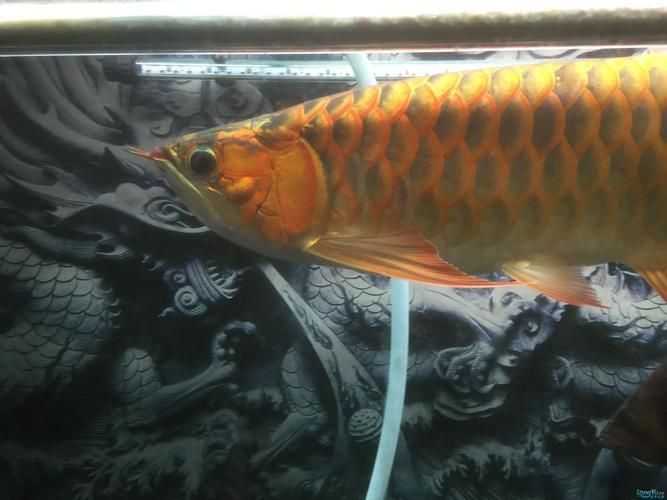 龍魚細菌感染圖片