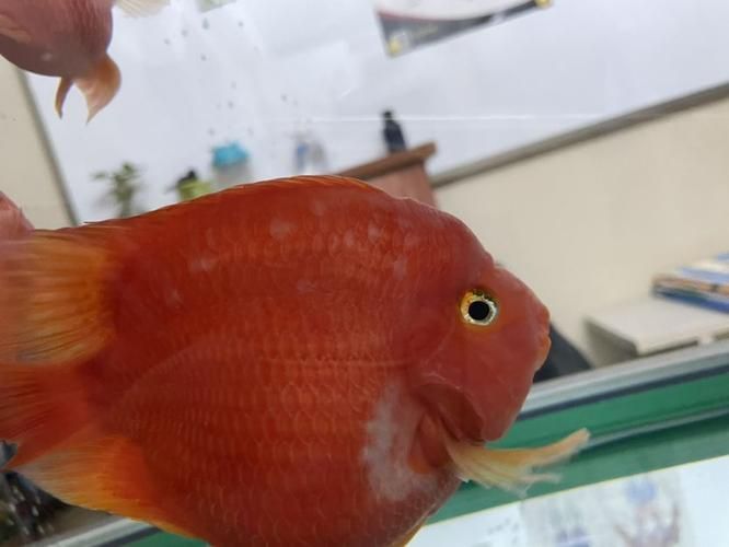 龍魚細菌感染圖片