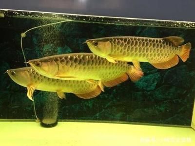 龍魚的ph值是多少：飼養(yǎng)龍魚時(shí)ph值在多少合適 龍魚的ph值是多少：飼養(yǎng)龍魚時(shí)ph值在多少合適 龍魚百科 第5張