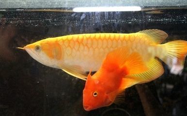 龍魚虎魚一樣大小嗎：如何判斷龍魚和虎魚的體型大?。?></span><span id=