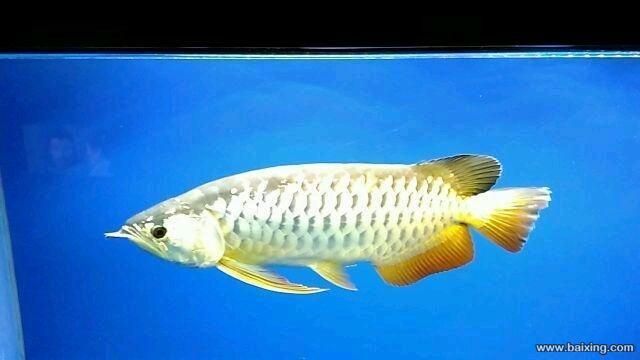 高背金龍魚怎么樣（高背金龍魚價格教你正確選購高背金龍魚的養(yǎng)殖方法） 高背金龍魚怎么樣（高背金龍魚價格教你正確選購高背金龍魚的養(yǎng)殖方法） 龍魚百科 第3張