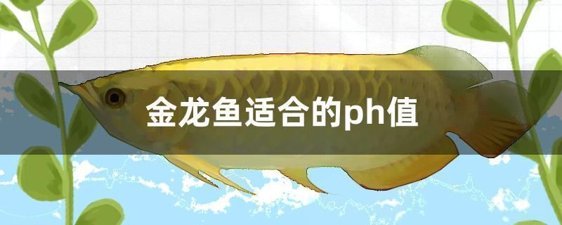 金龍魚適合的ph值（金龍魚適合ph值范圍及其對水質穩定性的要求）