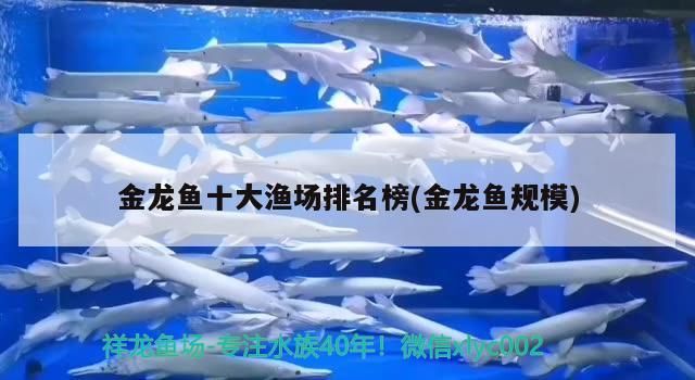 金龍魚十大漁場排名榜(金龍魚規模)