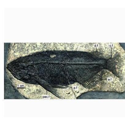 金龍魚是海魚還是淡水魚
