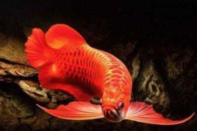 龍魚(yú)一般多大后不掉眼睛：龍魚(yú)掉眼與年齡沒(méi)有關(guān)系，飼養(yǎng)者需要注意以下幾點(diǎn) 龍魚(yú)一般多大后不掉眼睛：龍魚(yú)掉眼與年齡沒(méi)有關(guān)系，飼養(yǎng)者需要注意以下幾點(diǎn) 龍魚(yú)百科 第4張