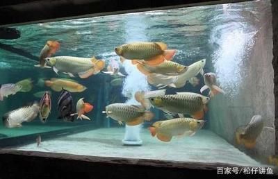 紅龍魚養幾條不打架（混養多條紅龍魚不打架的情況是有的，但依賴于多個因素） 紅龍魚養幾條不打架（混養多條紅龍魚不打架的情況是有的，但依賴于多個因素） 龍魚百科 第3張