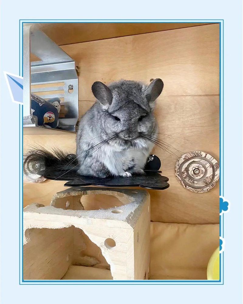 龍貓籠子多高合適？