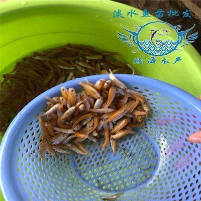 變異鳳凰龍魚市場價格：變異鳳凰龍魚市場價格曾達到18萬人民幣