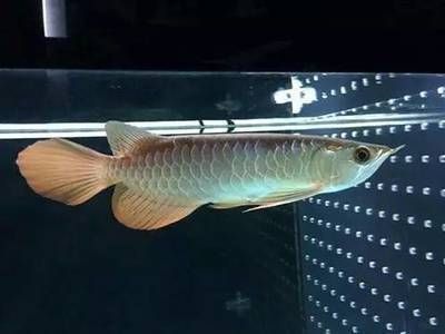 如何科學地給龍魚喂食：關于龍魚飼養的注意事項 如何科學地給龍魚喂食：關于龍魚飼養的注意事項 龍魚百科 第3張