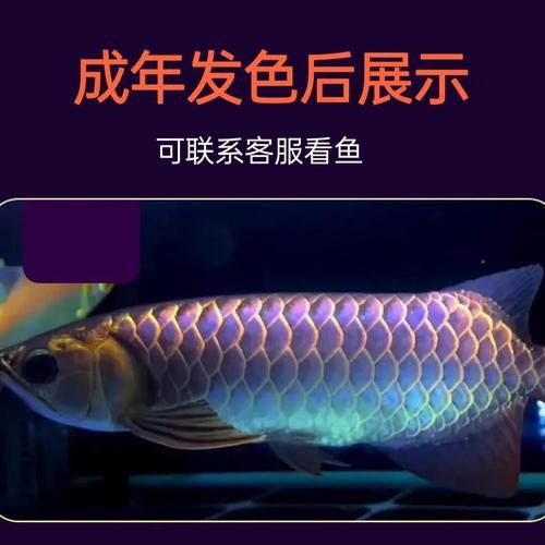 熱帶魚藍(lán)龍魚