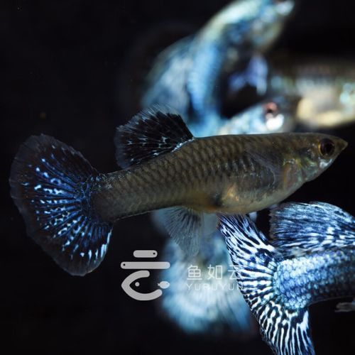 熱帶魚藍(lán)龍魚
