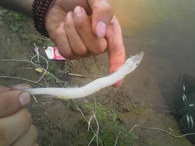 白色的像龍一樣的魚叫什么：白色的像龍一樣的魚叫什么紅尾金龍魚和帝王皇帶魚 白色的像龍一樣的魚叫什么：白色的像龍一樣的魚叫什么紅尾金龍魚和帝王皇帶魚 龍魚百科 第2張